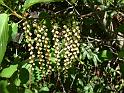 Stachyurus praecox